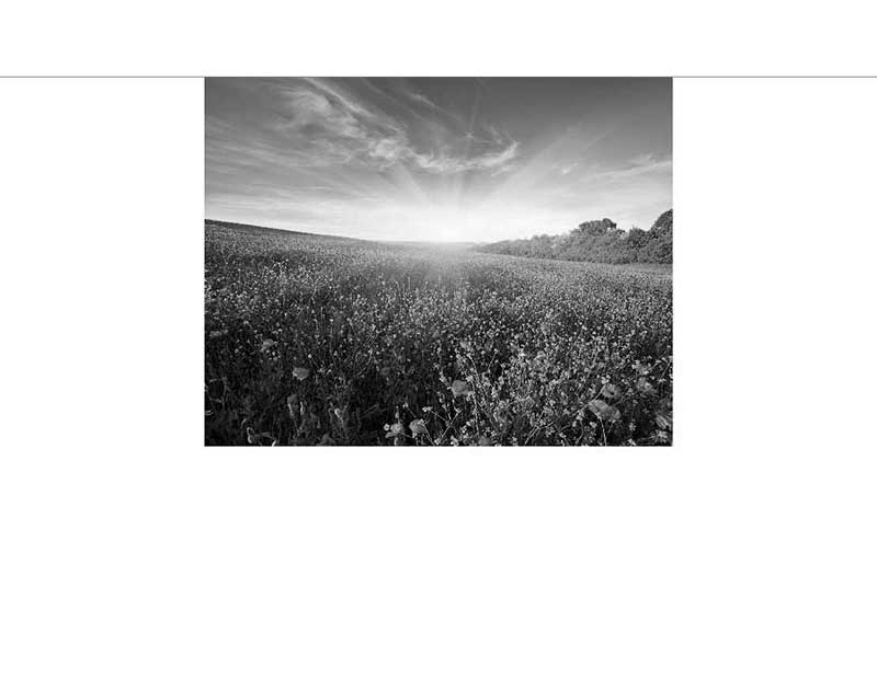 Ein weites Feld mit Blumen in Schwarz-Weiß, darauf die Sonne am Horizont