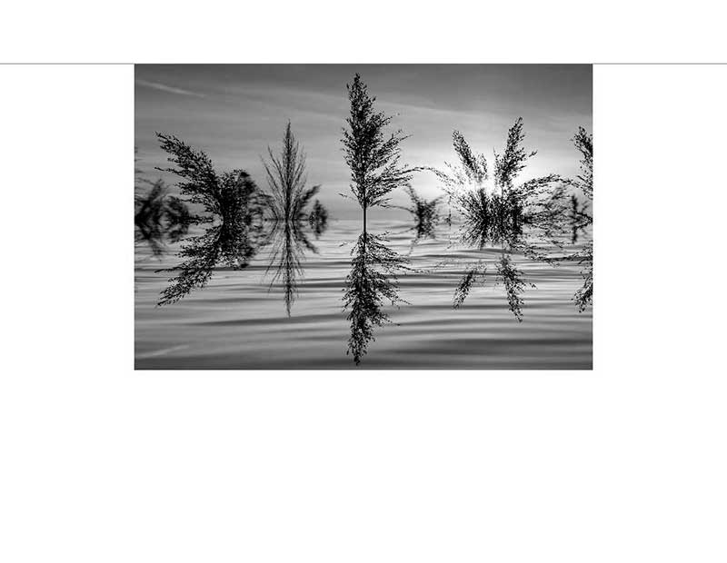 Schwarz-Weiß-Bild von Bäumen, die sich in einem stillen See mit Sonnenlicht spiegeln