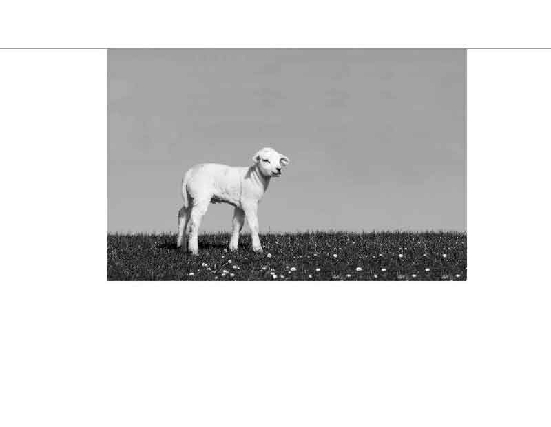 Kleines Lamm auf einer grünen Wiese Ein weißes Lamm steht auf einer blühenden Wiese unter blauem Himmel