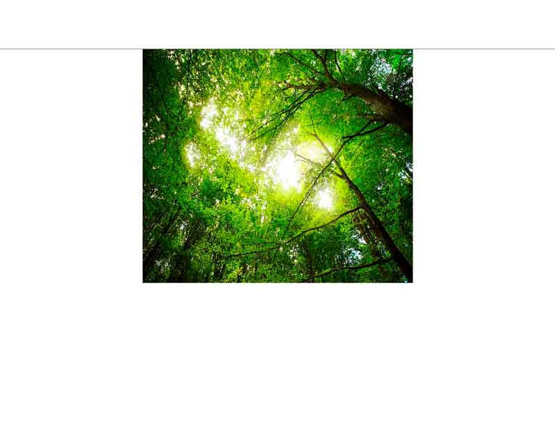 Sonnendurchfluteter Waldhimmel mit üppigem Laubwerk Blick nach oben in einen Wald mit grünen Blättern und Sonnenschein