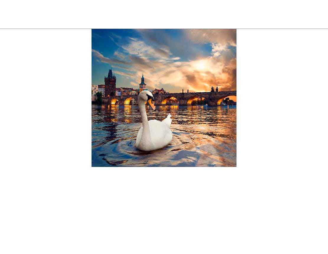 Schwan schwimmt bei Sonnenuntergang vor historischer Brücke Ein Schwan gleitet über das Wasser bei Sonnenuntergang vor einer historischen Steinbrücke mit Turm im Hintergrund.