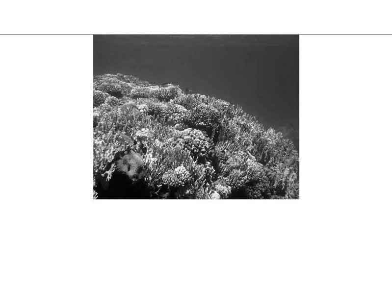 Schwarz-weiß Aufnahme eines Korallenriffs unter Wasser