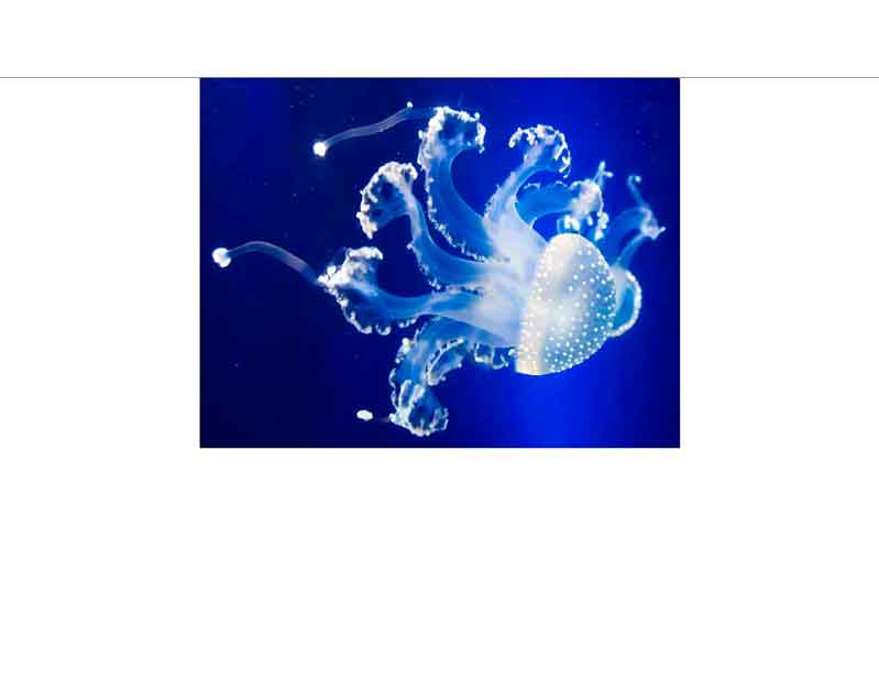 Faszinierende Quallen in tiefblauem Wasser Transparente Qualle schwimmt in blauem Meerwasser mit leuchtend weißen Punkten