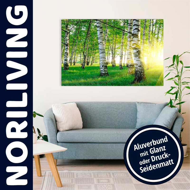 Modernes Wohnzimmer mit einem Bild eines Birkenwaldes im Sonnenlicht an der Wand, Aluverbund mit Glanz oder Druck-Seidenmatt, NORILIVING Dekoration