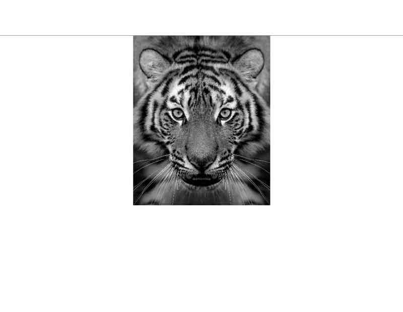 Porträt eines Tigers in Schwarzweiß Schwarzweißbild eines Tigers mit intensivem Blick