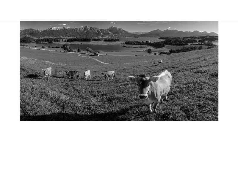 Kühe auf einer Wiese in den Alpen Mehrere Kühe grasen auf einer grasbewachsenen Hügelwiese in einer malerischen Alpenlandschaft.