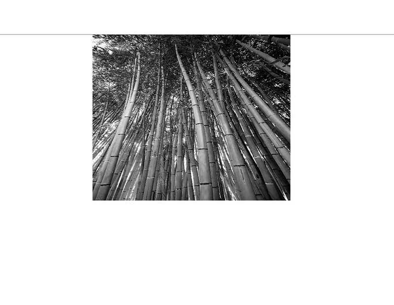 Schwarzweißaufnahme mehrerer Bambusstämme, die sich nach oben erstrecken, in einem dichten Waldsetting