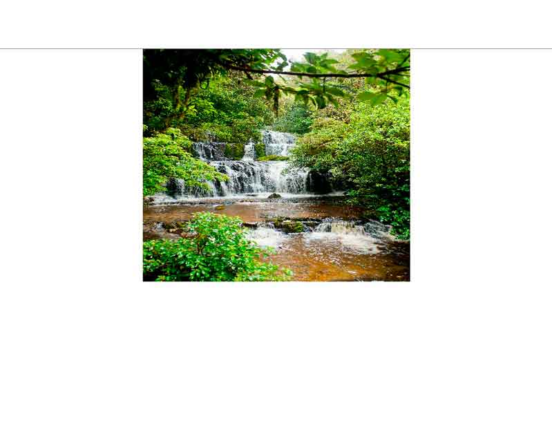 Ein kleiner Wasserfall fließt durch üppiges Grün und schafft eine friedliche, natürliche Kulisse im Wald.