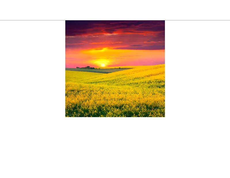 Ein weitläufiges Rapsfeld mit leuchtend gelben Blüten unter einem malerischen Sonnenuntergang mit intensiven Farben am Himmel.