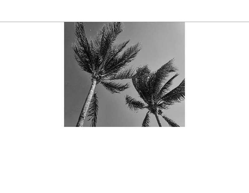 Schwarz-Weiß-Fotografie von Palmen im Wind Zwei hohe Palmen, die sich im Wind wiegen, in einem schwarz-weiß gehaltenen Foto gegen einen leeren Himmel.