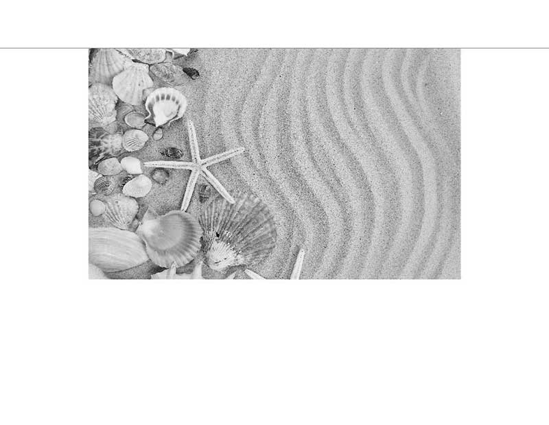 Verschiedene Muscheln und ein Seestern liegen auf einem welligen Sandstrand