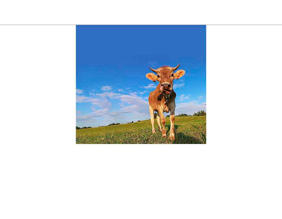 Junge Kuh auf einer grünen Wiese mit blauem Himmel Eine junge Kuh steht auf einer grünen Wiese unter einem klaren blauen Himmel. Im Hintergrund sind vereinzelt Bäume zu sehen.