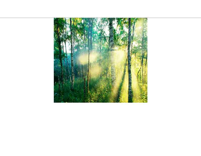 Morgenlicht im Wald mit Sonnenstrahlen durch Bäume Morgenlicht fällt durch die Bäume im dichten Wald und erzeugt Sonnenstrahlen