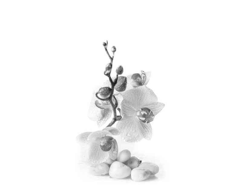 Elegante weiße Orchidee mit Steinen auf weißem Hintergrund Ein Zweig mit weißen Orchideenblüten und darunter liegenden glatten Steinen, auf einem weißen Hintergrund arrangiert