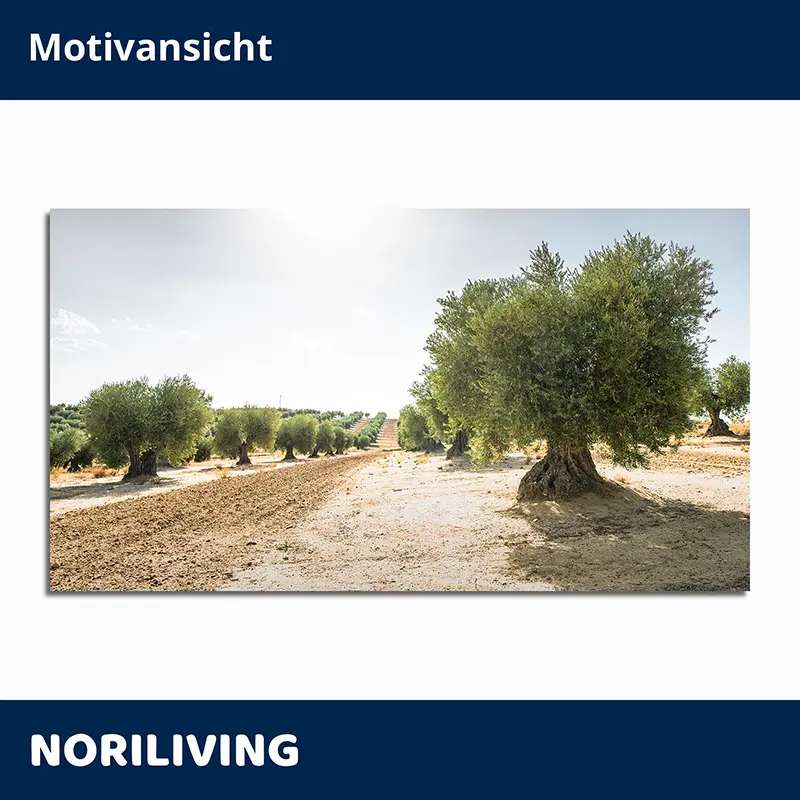 Olivenbäume in trockenem Feld, sonnig