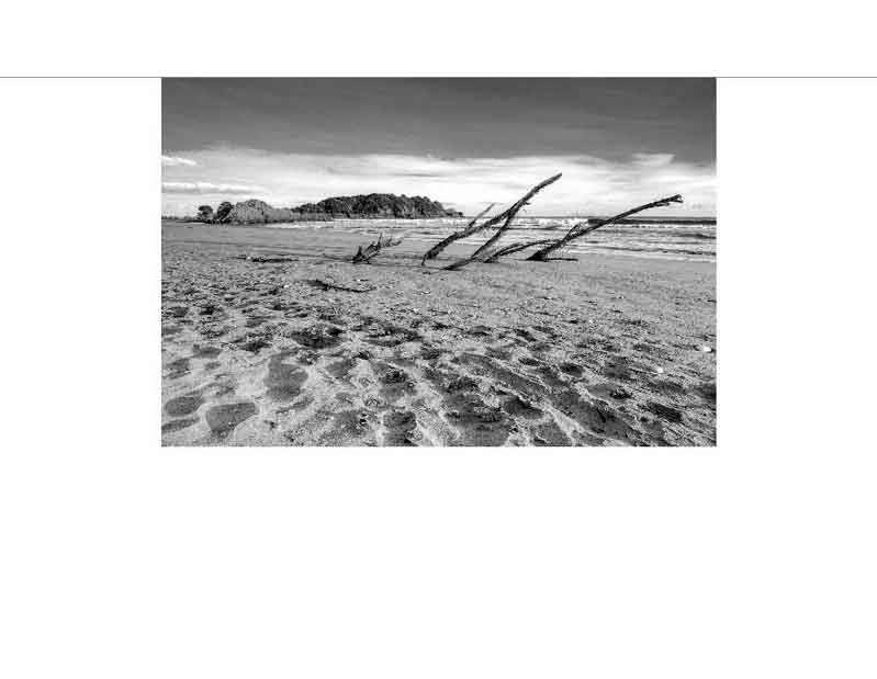Schwarzweiß-Fotografie eines ruhigen Strandes mit Treibholz Ein ruhiger Strand in Schwarzweiß mit verstreutem Treibholz im Vordergrund und einer kleinen Insel im Hintergrund.
