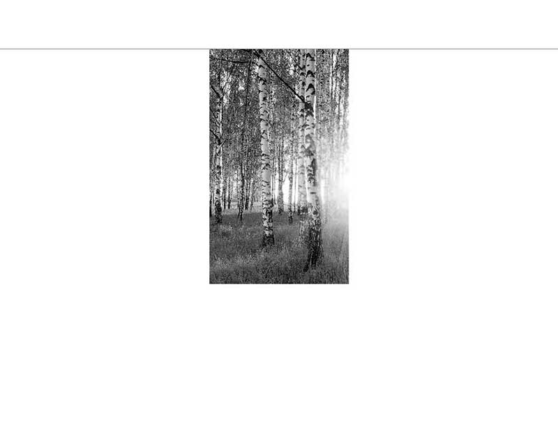 Schwarz-Weiß-Fotografie eines Birkenwaldes im Sonnenlicht Schwarz-Weiß-Bild eines Birkenwaldes mit Sonnenstrahlen, die durch die Bäume scheinen