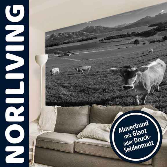 Schwarz-Weiß-Wandbild mit Alu-Druck von einer Kuh auf einer Weide Wohnzimmer mit Wandbild einer Kuh auf einer Wiese in schwarz-weiß, präsentiert von NoriLiving