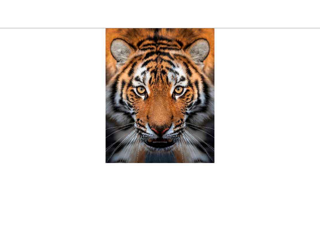 Nahaufnahme eines Tigers im Wildpark Detailansicht des Gesichts eines Tigers mit intensivem Blick