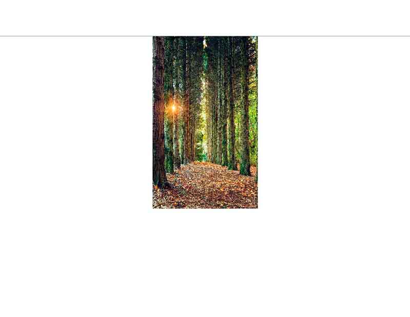 Sonnenstrahlen im herbstlichen Wald Ein sonnendurchfluteter Pfad im Wald mit Herbstlaub auf dem Boden