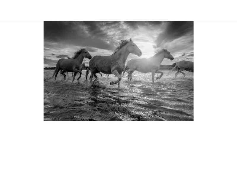 Wildpferde galoppieren im Wasser bei Sonnenuntergang Schwarz-weiß Bild von Wildpferden, die bei Sonnenuntergang durch das Wasser laufen