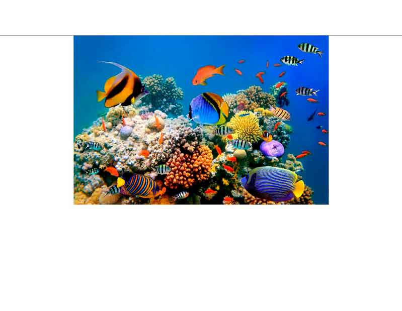 Bunte Korallenriffszene im Meer Vielfältige Fische schwimmen über einem farbenfrohen Korallenriff im Ozean