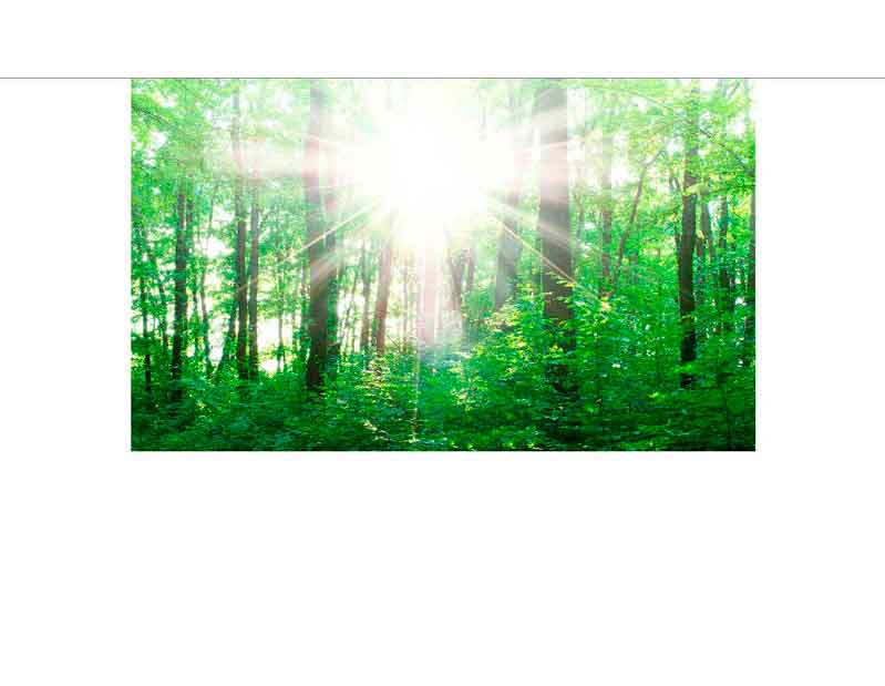 Helle Sonneneinstrahlung durch grüne Bäume in einem Wald