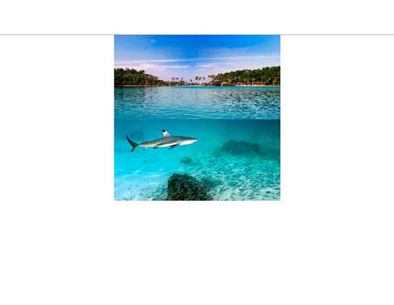 Ein türkisfarbenes Meer mit einem schwimmenden Hai und einem Schwarm kleiner Fische, im Hintergrund eine Tropeninsel mit Palmen.