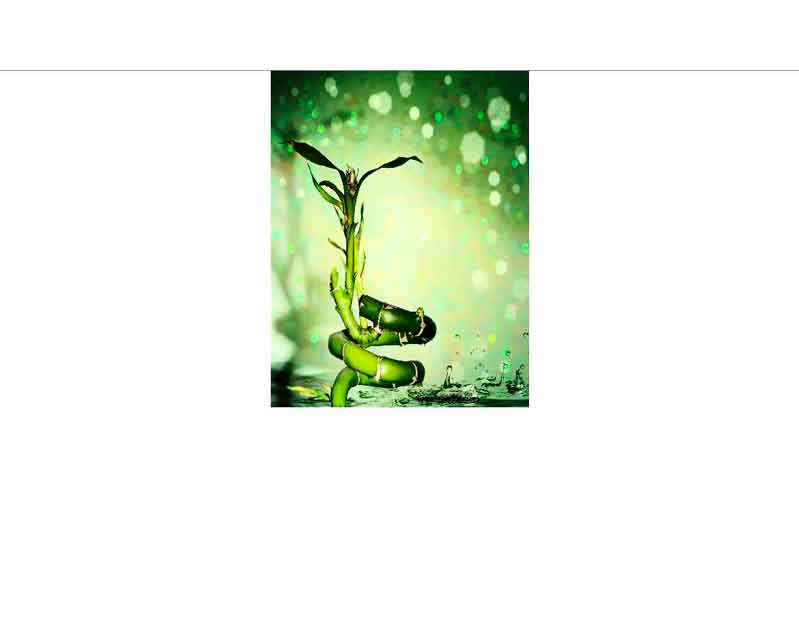 Bild eines frischen grünen Glücksbambus, umgeben von spritzendem Wasser und Bokeh-Effekt im Hintergrund