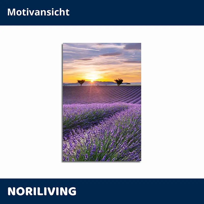 Lavendelfeld bei Sonnenuntergang, Panorama Leinwand