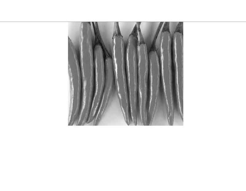 Mehrere rote Chilischoten nebeneinander liegend