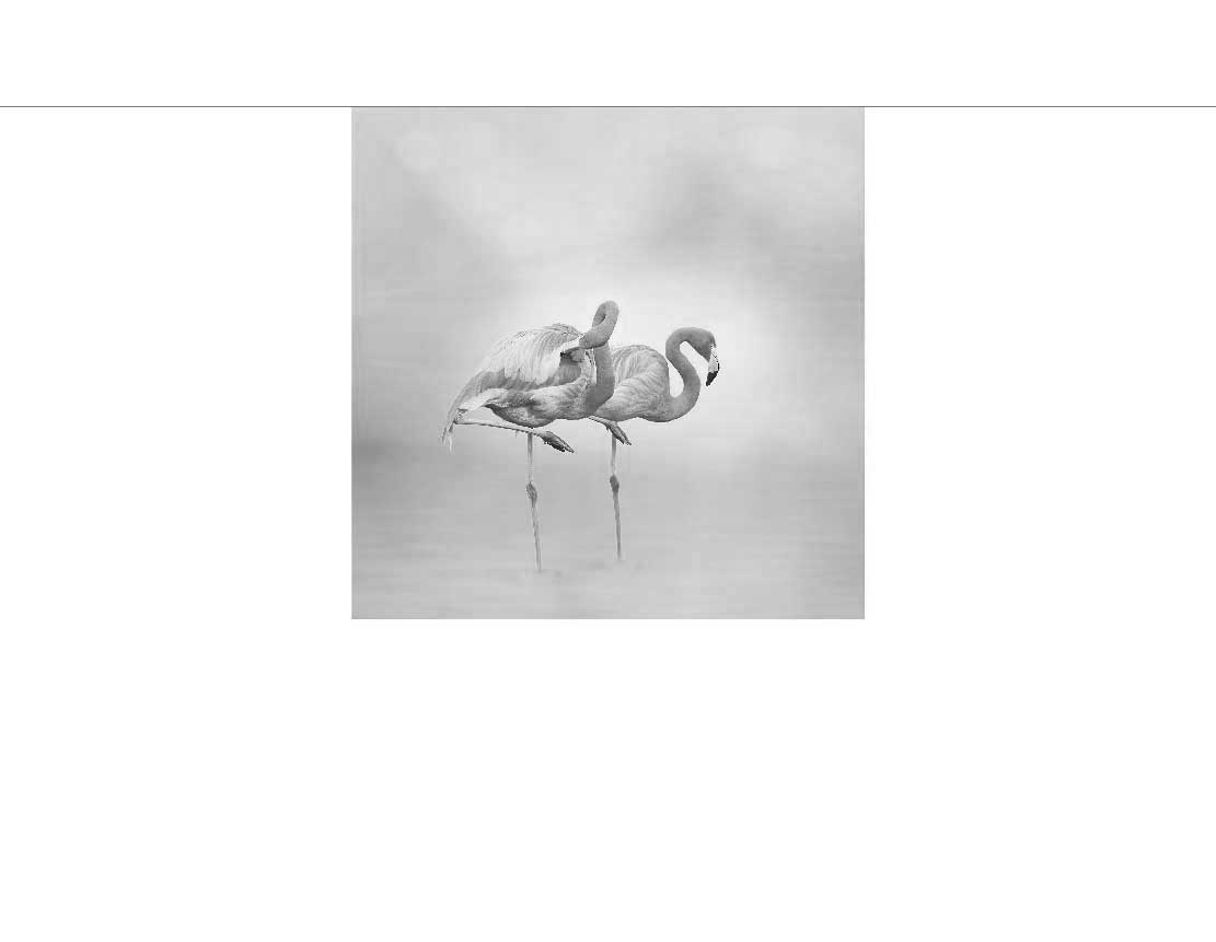 Flamingos in ruhigem Gewässer Zwei Flamingos stehen auf einem Bein im Wasser, schwarz-weiß fotografiert