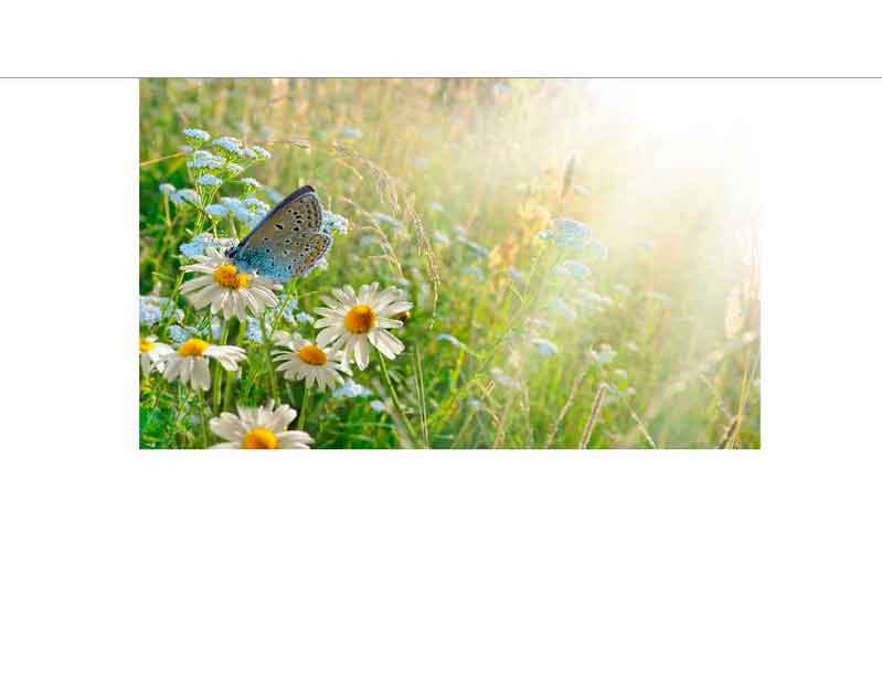 Ein blauer Schmetterling sitzt auf Gänseblümchen in einer sonnendurchfluteten Wiese