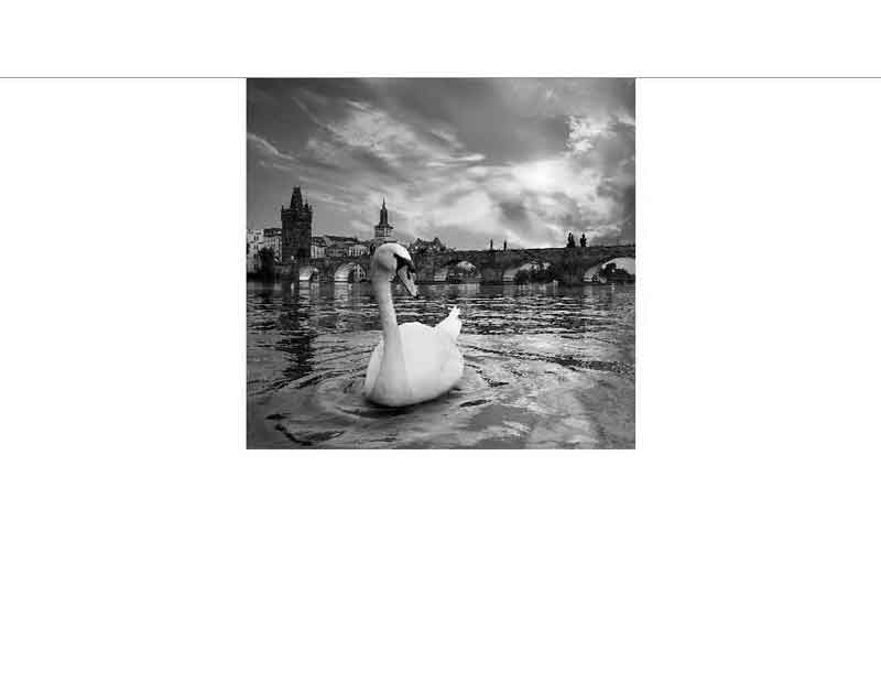 Schwan auf der Moldau vor der Karlsbrücke in Schwarzweiß Ein eleganter Schwan schwimmt auf der Moldau vor der historischen Karlsbrücke, aufgenommen in Schwarzweiß.