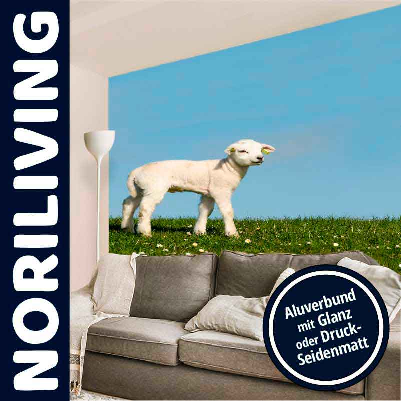 Wandbild "Lamm auf Wiese" im Wohnzimmer mit Aluverbund-Oberfläche Wandbild mit einem Lamm auf einer Wiese, im Wohnzimmer platziert, auf Aluverbund mit Glanz oder Druck-Seidenmatt